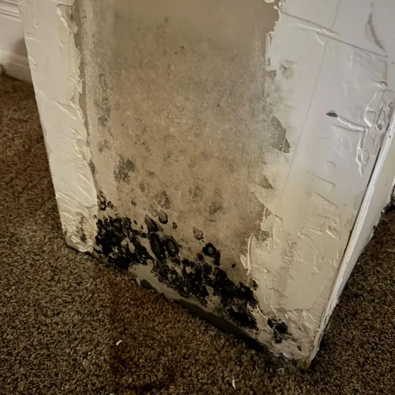 Professional Mold Removal in Pannill Fork, VA